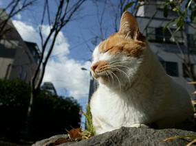 街角的小猫咪摄影高清壁纸 壁纸74 街角的小猫咪摄影高清 动物壁纸