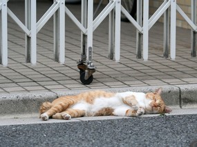 街角的小猫咪摄影高清壁纸 壁纸52 街角的小猫咪摄影高清 动物壁纸