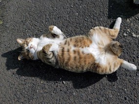 街角的小猫咪摄影高清壁纸 壁纸29 街角的小猫咪摄影高清 动物壁纸