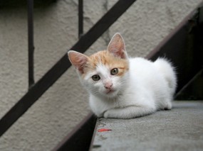 街角的小猫咪摄影高清壁纸 壁纸53 街角的小猫咪摄影高清 动物壁纸