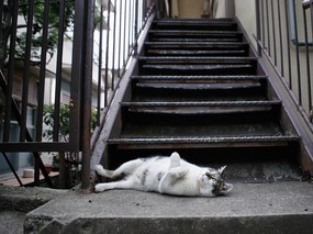 街角的小猫咪摄影高清壁纸 壁纸30 街角的小猫咪摄影高清 动物壁纸