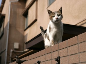 街角的小猫咪摄影高清壁纸 壁纸77 街角的小猫咪摄影高清 动物壁纸