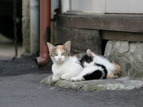 街角的小猫咪摄影高清壁纸 壁纸54 街角的小猫咪摄影高清 动物壁纸