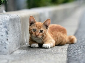 街角的小猫咪摄影高清壁纸 壁纸55 街角的小猫咪摄影高清 动物壁纸