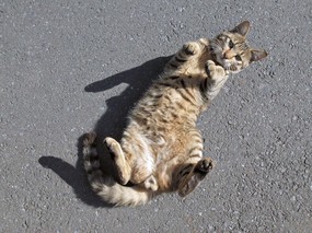 街角的小猫咪摄影高清壁纸 壁纸79 街角的小猫咪摄影高清 动物壁纸