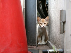 街角的小猫咪摄影高清壁纸 壁纸34 街角的小猫咪摄影高清 动物壁纸