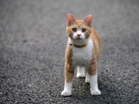 街角的小猫咪摄影高清壁纸 壁纸80 街角的小猫咪摄影高清 动物壁纸