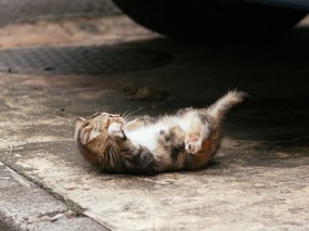 街角的小猫咪摄影高清壁纸 壁纸35 街角的小猫咪摄影高清 动物壁纸