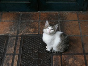 街角的小猫咪摄影高清壁纸 壁纸58 街角的小猫咪摄影高清 动物壁纸