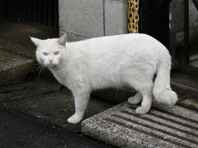 街角的小猫咪摄影高清壁纸 壁纸82 街角的小猫咪摄影高清 动物壁纸