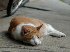 街角的小猫咪摄影高清壁纸 壁纸38 街角的小猫咪摄影高清 动物壁纸