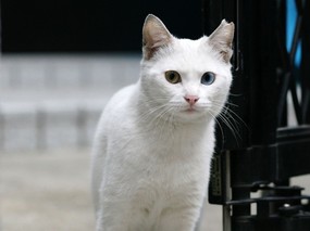 街角的小猫咪摄影高清壁纸 壁纸84 街角的小猫咪摄影高清 动物壁纸