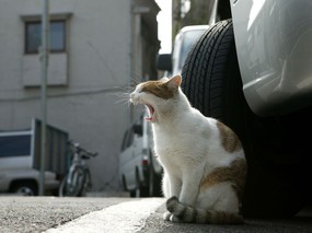 街角的小猫咪摄影高清壁纸 壁纸61 街角的小猫咪摄影高清 动物壁纸