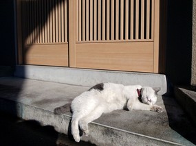 街角的小猫咪摄影高清壁纸 壁纸62 街角的小猫咪摄影高清 动物壁纸