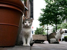 街角的小猫咪摄影高清壁纸 壁纸40 街角的小猫咪摄影高清 动物壁纸