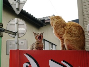 街角的小猫咪摄影高清壁纸 壁纸63 街角的小猫咪摄影高清 动物壁纸