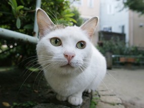街角的小猫咪摄影高清壁纸 壁纸87 街角的小猫咪摄影高清 动物壁纸