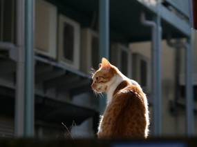 街角的小猫咪摄影高清壁纸 壁纸69 街角的小猫咪摄影高清 动物壁纸