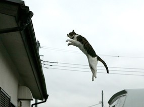 街角的小猫咪摄影高清壁纸 壁纸47 街角的小猫咪摄影高清 动物壁纸