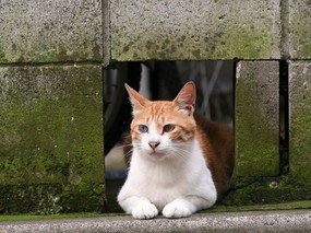 街角的小猫咪摄影高清壁纸 壁纸48 街角的小猫咪摄影高清 动物壁纸