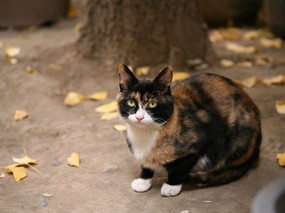 街角的小猫咪摄影高清壁纸 壁纸71 街角的小猫咪摄影高清 动物壁纸