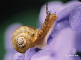季节剪影 昆虫摄影 鲜花上的蜗牛图片 Snail on Flower Photography Desktop 季节剪影-昆虫篇 动物壁纸