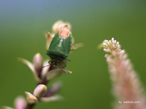 季节剪影 昆虫摄影 植物与昆虫图片壁纸 Insect Photography Desktop 季节剪影-昆虫篇 动物壁纸