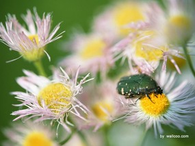季节剪影 昆虫摄影 植物与昆虫图片 Insect Photography Desktop 季节剪影-昆虫篇 动物壁纸