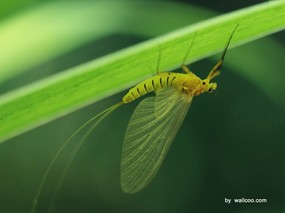 季节剪影 昆虫摄影 植物与昆虫图片 Insect Photography Desktop 季节剪影-昆虫篇 动物壁纸
