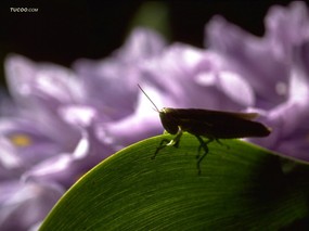 昆虫壁纸之 昆虫与植物 昆虫摄影 昆虫与植物 Insect Photography Desktop 季节剪影-昆虫与植物壁纸 动物壁纸