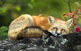  熟睡的红狐 趣味动物壁纸 精彩瞬间-趣味动物壁纸 动物壁纸