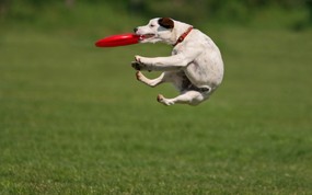  弹跳接球 搞笑狗狗壁纸 精彩瞬间-趣味动物壁纸 动物壁纸