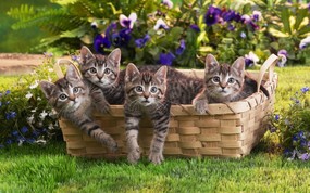  篮子里的小花猫 趣味猫咪壁纸 精彩瞬间-趣味动物壁纸 动物壁纸