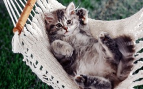  猫咪小吊床 趣味猫咪壁纸 精彩瞬间-趣味动物壁纸 动物壁纸