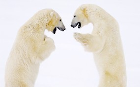  拳击 北极熊壁纸 精彩瞬间-趣味动物壁纸 动物壁纸