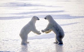  拳击打架 北极熊壁纸 精彩瞬间-趣味动物壁纸 动物壁纸