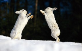  打拳击的北极兔子 动物精彩瞬间 精彩瞬间-趣味动物壁纸 动物壁纸