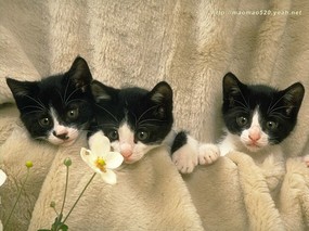 全集 180张  Pussy Cat Photography Desktop 经典猫咪壁纸 动物壁纸