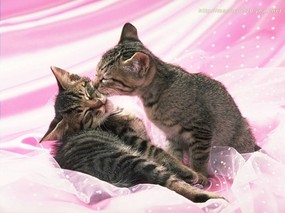 全集 180张  Pussy Cat Photography Desktop 经典猫咪壁纸 动物壁纸