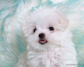  白色小狗 卷毛比雄犬 Desktop wallpaper of white baby dog 可爱卷毛比雄犬壁纸 动物壁纸