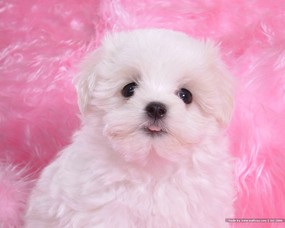  白色小狗 卷毛比雄犬 Desktop wallpaper of white baby dog 可爱卷毛比雄犬壁纸 动物壁纸