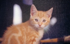 1920猫咪写真 1 11 可爱猫咪 1920猫咪写真 第一辑 动物壁纸