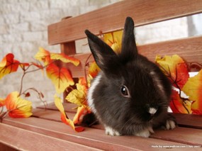 可爱兔子-小灰兔壁纸 动物壁纸