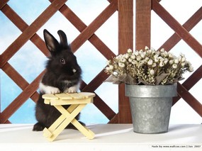 可爱兔子 小灰兔 黑白兔子图片摄影 House Pet Rabbits Photo Desktop 可爱兔子-小灰兔壁纸 动物壁纸
