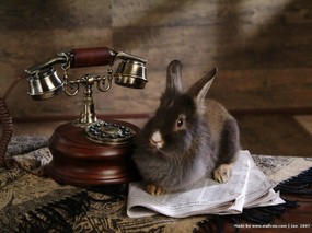 可爱兔子 小灰兔 灰色兔子图片摄影 House Pet Rabbits Photo Desktop 可爱兔子-小灰兔壁纸 动物壁纸