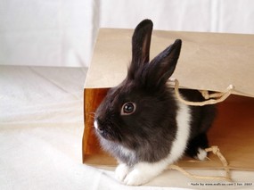 可爱兔子 小灰兔 黑白兔子图片摄影 House Pet Rabbits Photo Desktop 可爱兔子-小灰兔壁纸 动物壁纸
