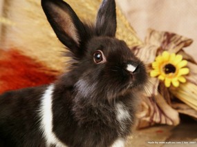 可爱兔子 小灰兔 秋天兔子图片摄影 House Pet Rabbits Photo Desktop 可爱兔子-小灰兔壁纸 动物壁纸