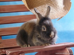 可爱兔子 小灰兔 灰色兔子图片摄影 House Pet Rabbits Photo Desktop 可爱兔子-小灰兔壁纸 动物壁纸