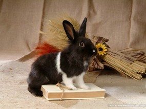 可爱兔子 小灰兔 秋天兔子图片摄影 House Pet Rabbits Photo Desktop 可爱兔子-小灰兔壁纸 动物壁纸