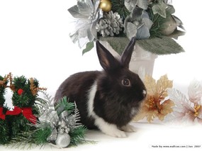 可爱兔子 小灰兔 圣诞兔子图片摄影 House Pet Rabbits Photo Desktop 可爱兔子-小灰兔壁纸 动物壁纸